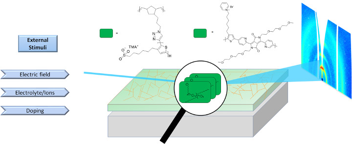 Exciton delocalization and dissociation in non-entangled conjugated bottlebrushes and polyelectrolytes